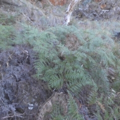 Pteridium esculentum at Majura, ACT - 6 May 2015 09:17 AM