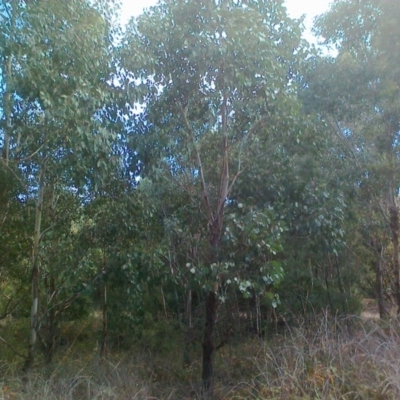 Eucalyptus camphora subsp. humeana (Mountain Swamp Gum) at Uriarra Village, ACT - 5 May 2015 by BrianSummers