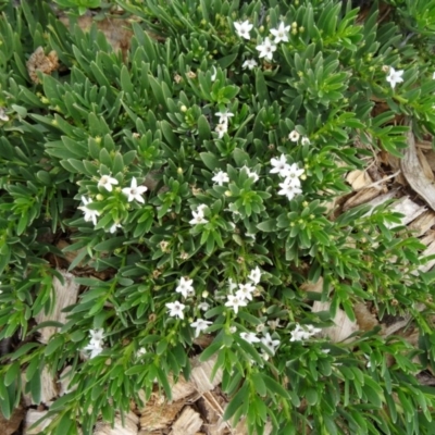 Myoporum parvifolium (Creeping Myoporum) at Molonglo Valley, ACT - 30 Apr 2015 by galah681