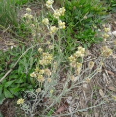 Pseudognaphalium luteoalbum (Jersey Cudweed) at Molonglo Valley, ACT - 30 Apr 2015 by galah681