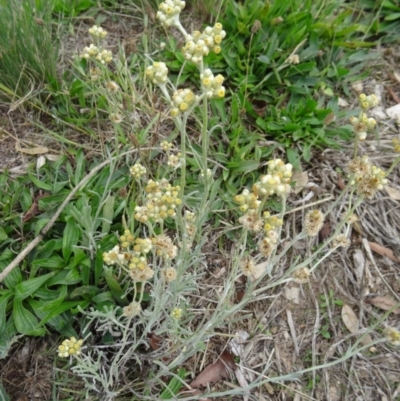 Pseudognaphalium luteoalbum (Jersey Cudweed) at Molonglo Valley, ACT - 30 Apr 2015 by galah681