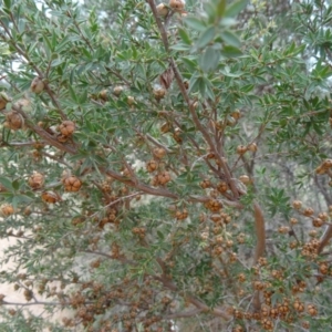 Leptospermum continentale at Molonglo Valley, ACT - 30 Apr 2015