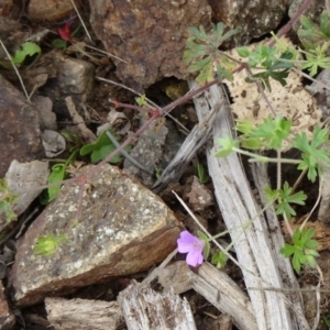 Geranium solanderi var. solanderi at Molonglo Valley, ACT - 30 Apr 2015 11:40 AM