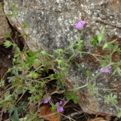 Geranium solanderi var. solanderi at Molonglo Valley, ACT - 30 Apr 2015 11:40 AM