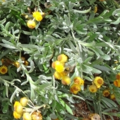 Chrysocephalum apiculatum (Common Everlasting) at Molonglo Valley, ACT - 30 Apr 2015 by galah681