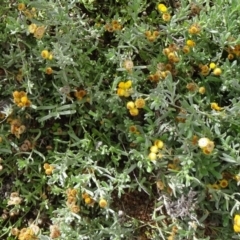 Chrysocephalum apiculatum at Molonglo Valley, ACT - 30 Apr 2015