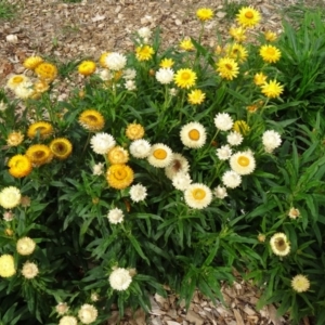 Xerochrysum bracteatum at Molonglo Valley, ACT - 30 Apr 2015 11:41 AM