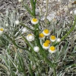 Ammobium alatum at Molonglo Valley, ACT - 30 Apr 2015