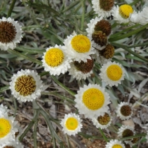 Ammobium alatum at Molonglo Valley, ACT - 30 Apr 2015