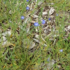 Linum marginale (Native Flax) at Molonglo Valley, ACT - 30 Apr 2015 by galah681