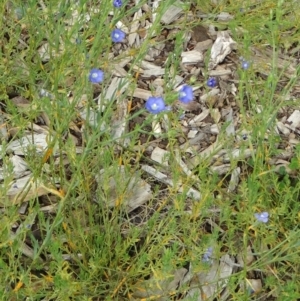 Linum marginale at Molonglo Valley, ACT - 30 Apr 2015 11:42 AM