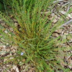 Linum marginale at Molonglo Valley, ACT - 30 Apr 2015 11:42 AM