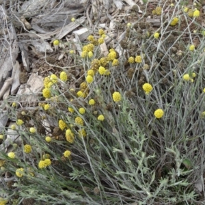 Calocephalus citreus at Molonglo Valley, ACT - 30 Apr 2015 11:43 AM