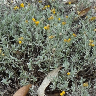 Chrysocephalum apiculatum (Common Everlasting) at Molonglo Valley, ACT - 30 Apr 2015 by galah681