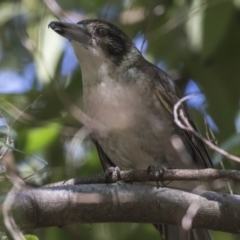 Cracticus torquatus (Grey Butcherbird) at Acton, ACT - 29 Aug 2018 by Alison Milton