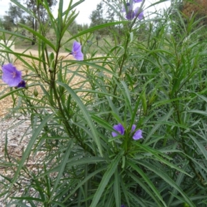 Solanum linearifolium at Molonglo Valley, ACT - 30 Apr 2015 11:46 AM