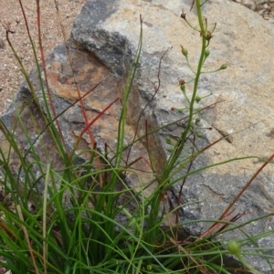 Bulbine glauca at Molonglo Valley, ACT - 30 Apr 2015