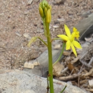 Bulbine glauca at Molonglo Valley, ACT - 30 Apr 2015