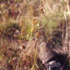 Juncus flavidus (Yellow Rush) at Conder, ACT - 29 Jan 2000 by michaelb