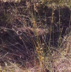 Juncus flavidus at Conder, ACT - 30 Jan 2000