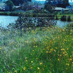 Bulbine bulbosa at Conder, ACT - 1 Nov 1999