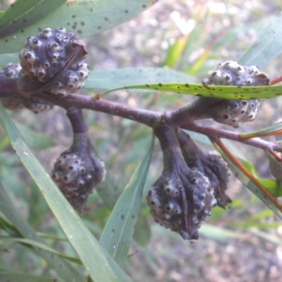 Hakea salicifolia (Willow-leaved Hakea) at Campbell, ACT - 7 May 2015 by SilkeSma