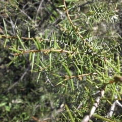 Acacia ulicifolia (Prickly Moses) at Majura, ACT - 7 May 2015 by SilkeSma