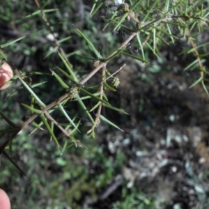 Acacia ulicifolia at Majura, ACT - 8 May 2015 09:34 AM