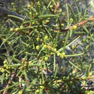 Acacia genistifolia at Majura, ACT - 8 May 2015 10:29 AM