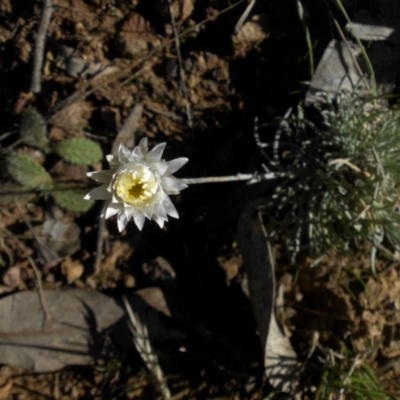 Leucochrysum albicans subsp. tricolor (Hoary Sunray) at Campbell, ACT - 8 May 2015 by SilkeSma