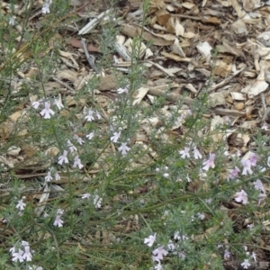 Westringia eremicola at Molonglo Valley, ACT - 30 Apr 2015 11:47 AM