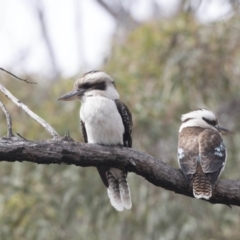 Dacelo novaeguineae at Bruce, ACT - 4 Sep 2018 10:39 AM