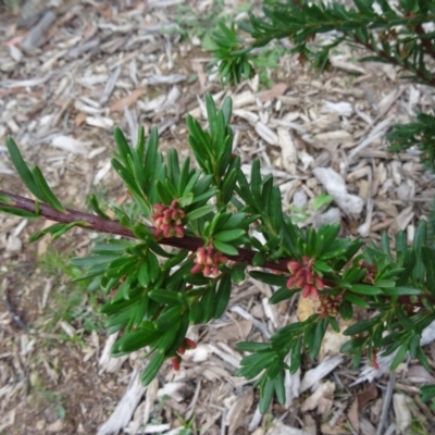 Grevillea iaspicula (Wee Jasper Grevillea) at Molonglo Valley, ACT - 30 Apr 2015 by galah681