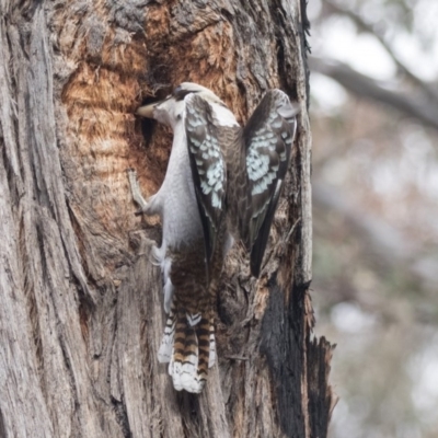 Dacelo novaeguineae (Laughing Kookaburra) at Bruce, ACT - 4 Sep 2018 by Alison Milton