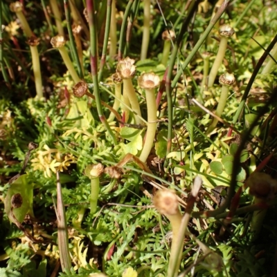 Cotula alpina (Alpine Cotula) at Mount Clear, ACT - 7 May 2015 by lyndsey