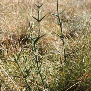 Discaria pubescens at Mount Clear, ACT - 7 May 2015