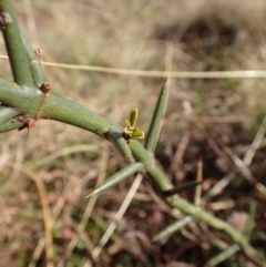 Discaria pubescens at Mount Clear, ACT - 7 May 2015