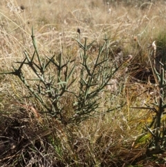 Discaria pubescens at Mount Clear, ACT - 7 May 2015 11:15 AM