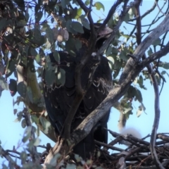 Aquila audax (Wedge-tailed Eagle) at Isaacs Ridge - 16 Sep 2018 by Mike