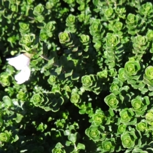 Prostanthera cuneata at Molonglo Valley, ACT - 7 May 2015