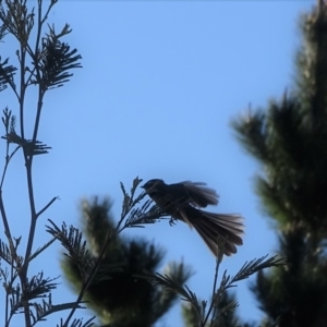 Rhipidura albiscapa at Jerrabomberra, ACT - 16 Sep 2018 06:01 PM