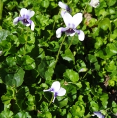 Viola hederacea (Ivy-leaved Violet) at Molonglo Valley, ACT - 7 May 2015 by galah681