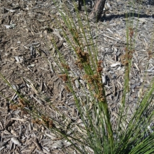 Juncus usitatus at Molonglo Valley, ACT - 7 May 2015