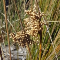 Juncus usitatus at Molonglo Valley, ACT - 7 May 2015