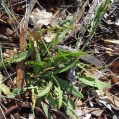 Rumex brownii (Slender Dock) at Molonglo Valley, ACT - 7 May 2015 by galah681