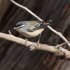 Pardalotus punctatus at Bruce, ACT - 4 Sep 2018