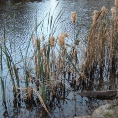 Typha orientalis (Broad-leaved Cumbumgi) at Bonython, ACT - 30 Apr 2015 by michaelb