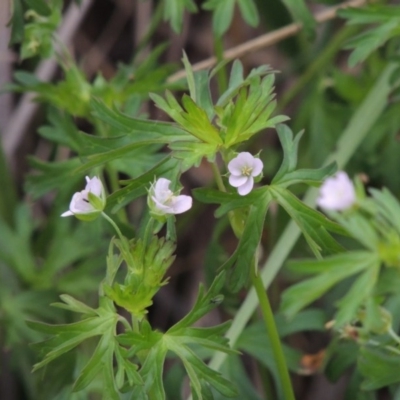 Geranium sp. Pleated sepals (D.E.Albrecht 4707) Vic. Herbarium at Bonython, ACT - 30 Apr 2015 by michaelb