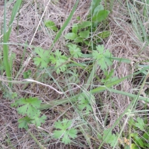 Geranium sp. at Gordon, ACT - 30 Apr 2015 06:20 PM