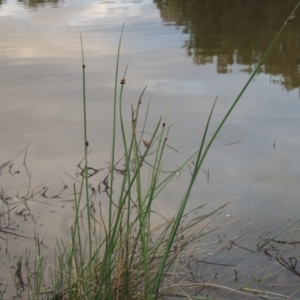 Schoenoplectus pungens at Bonython, ACT - 30 Apr 2015